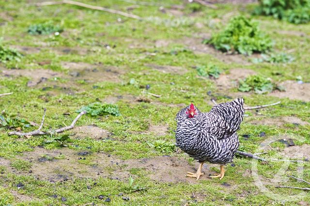 maison à vendre - 7 pièces - 125.0 m2 - HEDE BAZOUGES - 35 - BRETAGNE - Century 21 Dréano Immobilier